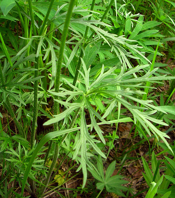 Image of Ranunculus polyanthemos specimen.