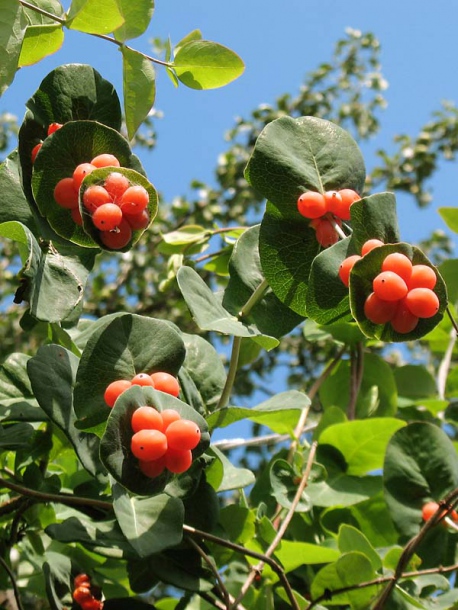 Image of Lonicera caprifolium specimen.