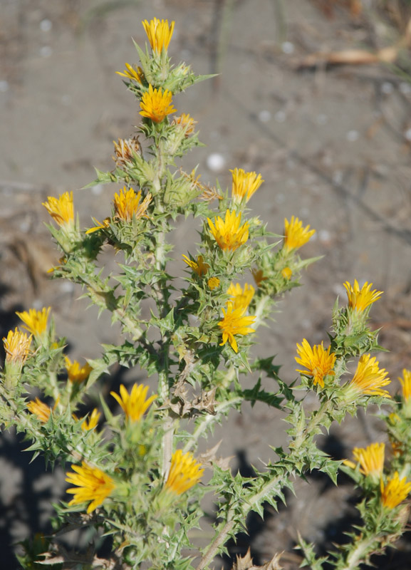 Изображение особи Scolymus hispanicus.