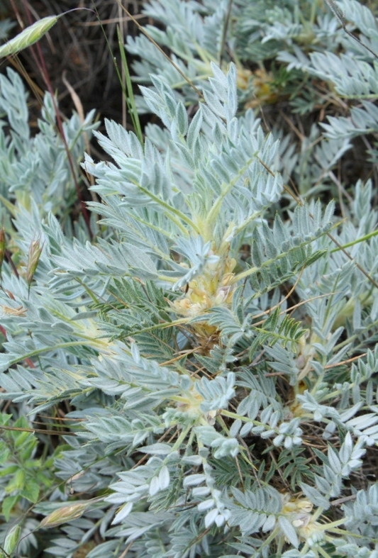 Image of Astragalus arnacanthoides specimen.