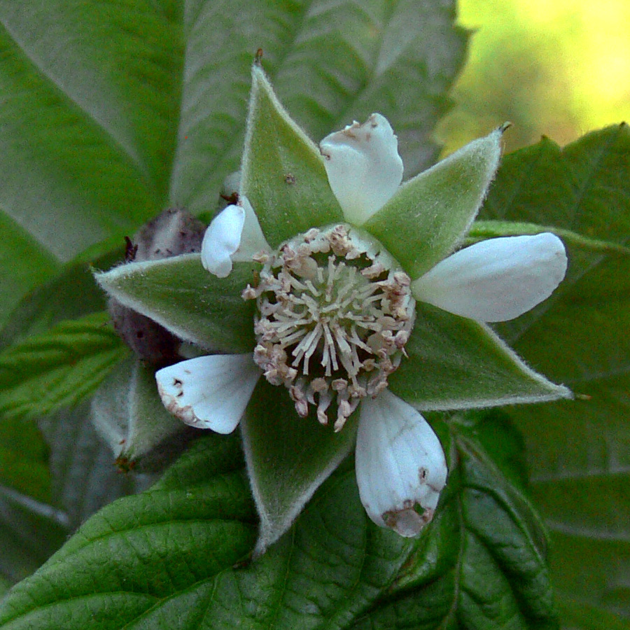 Image of Rubus idaeus specimen.