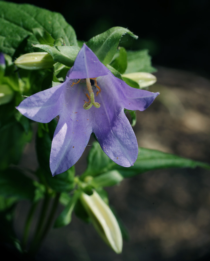 Image of Campanula trachelium specimen.