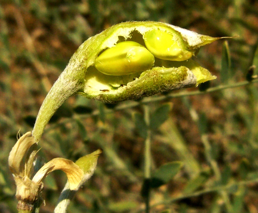 Image of Goebelia pachycarpa specimen.