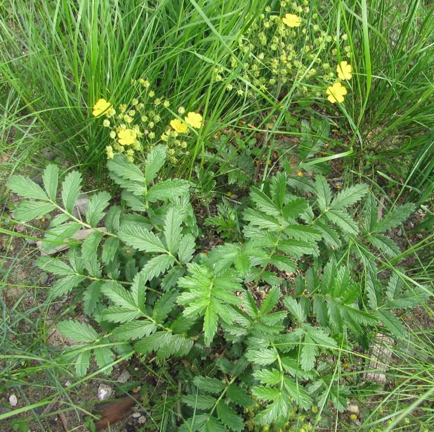 Изображение особи Potentilla tanacetifolia.