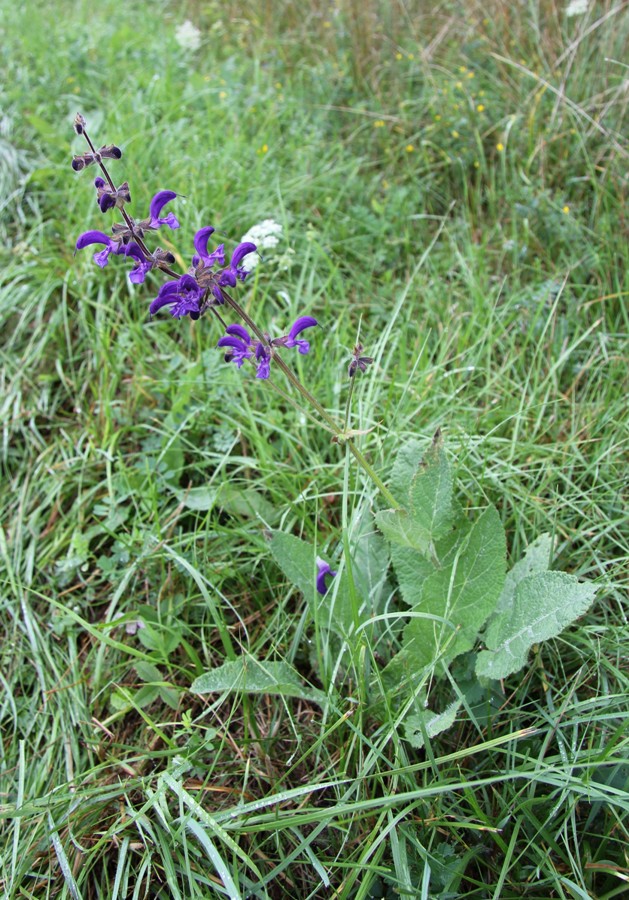 Image of Salvia pratensis specimen.