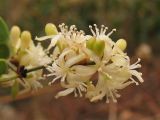 Smilax aspera. Тычиночное соцветие. Испания, Каталония, провинция Girona, Costa Brava, окрестности городка Sant Feliu de Guíxols. 23 октября 2008 г.