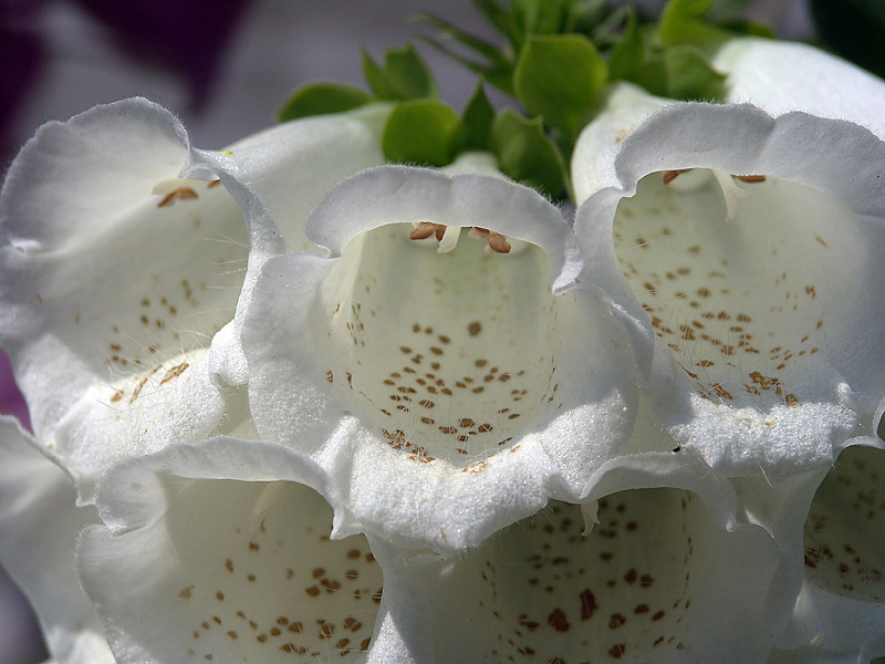 Image of Digitalis purpurea specimen.