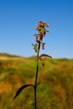 Rumex bucephalophorus. Соплодие. Израиль, Шарон, г. Герцлия, высокий берег Средиземного моря. 21.02.2012.