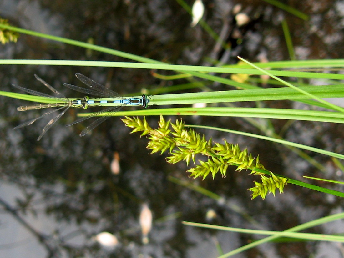 Image of Carex elongata specimen.