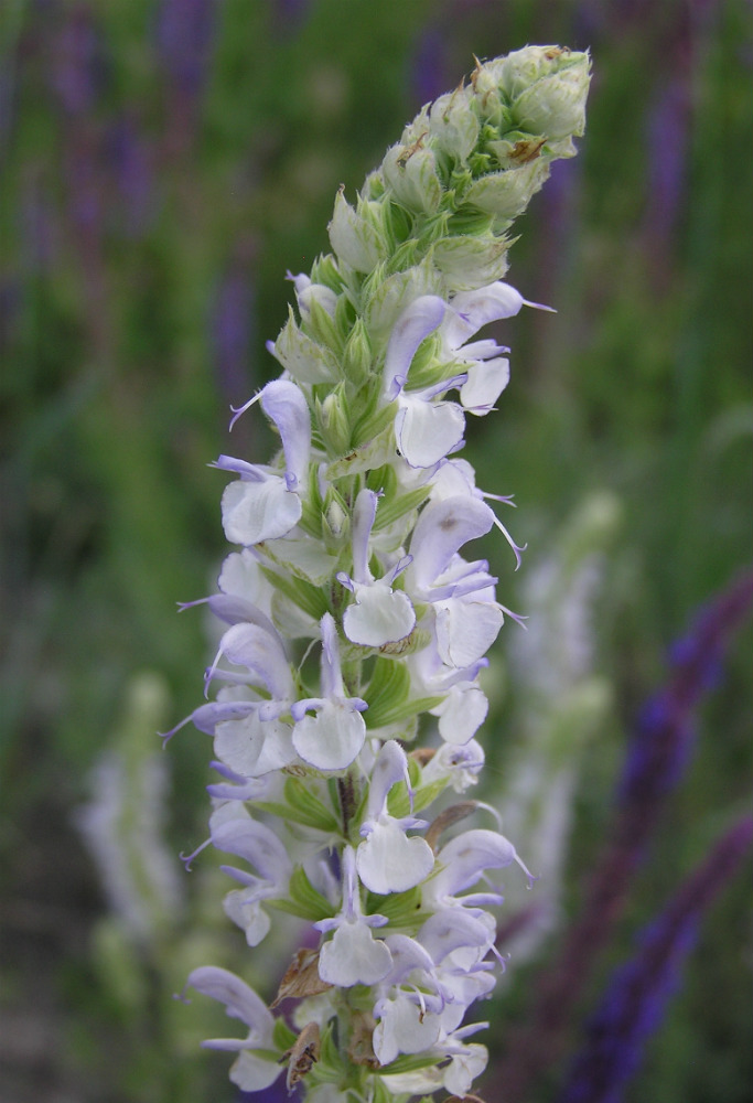 Image of Salvia tesquicola specimen.