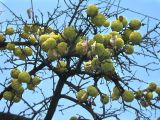 Maclura pomifera. Ветви с соплодиями. Крым, г. Ялта, в культуре. 2 января 2012 г.