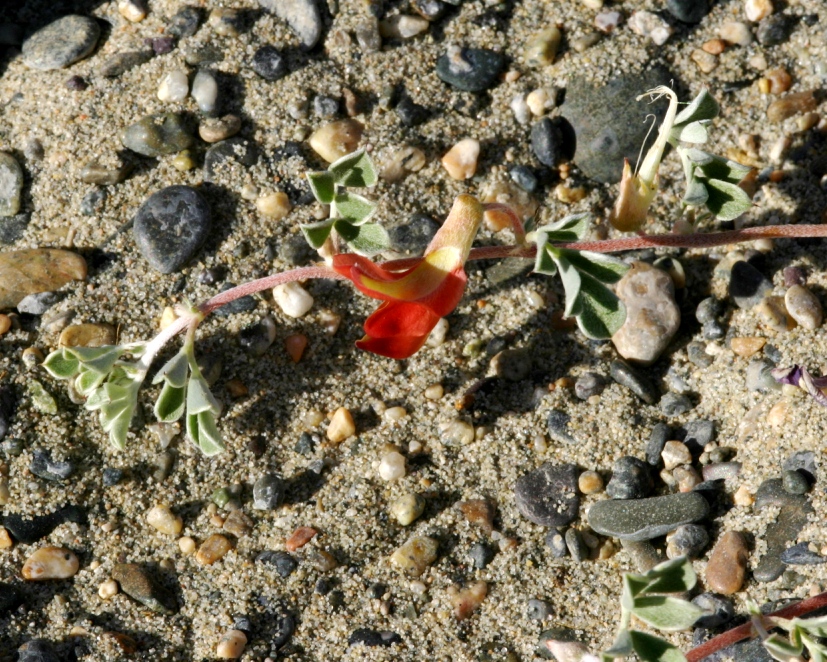 Image of Chesneya mongolica specimen.