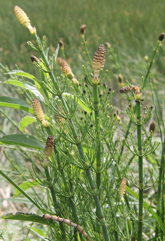 Изображение особи Equisetum fluviatile.