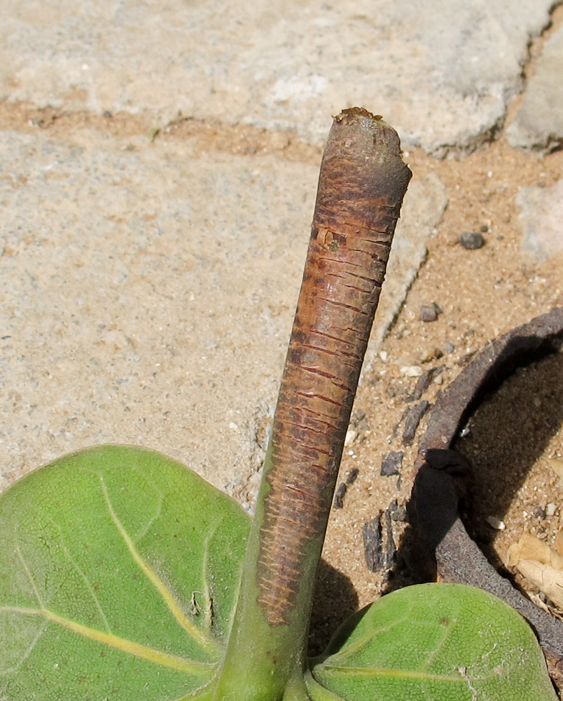 Изображение особи Ficus lyrata.