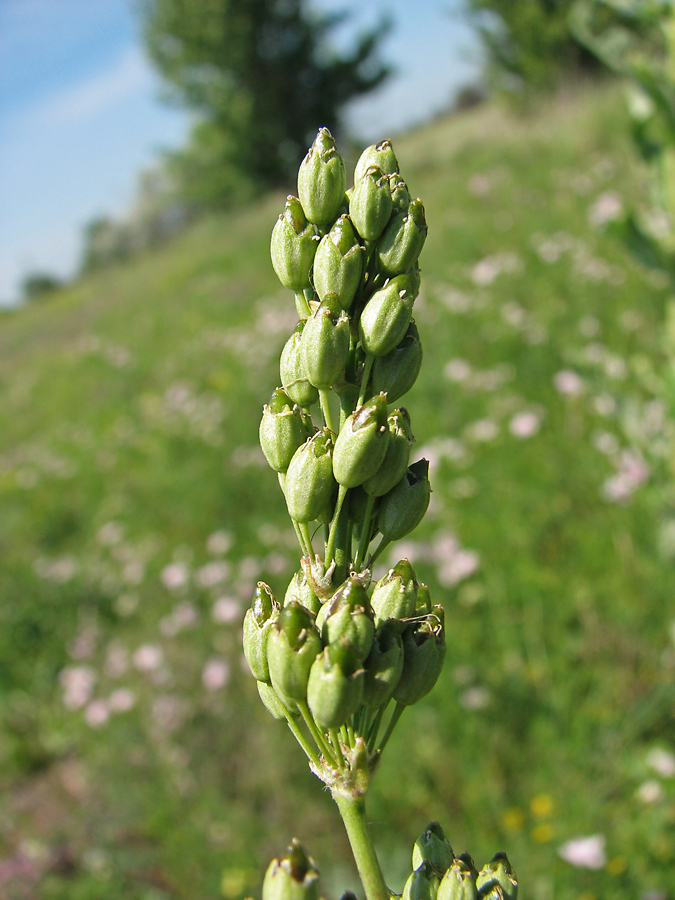 Изображение особи Silene artemisetorum.