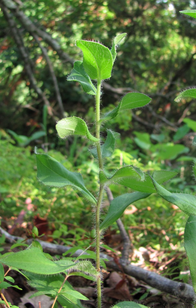 Изображение особи род Hieracium.