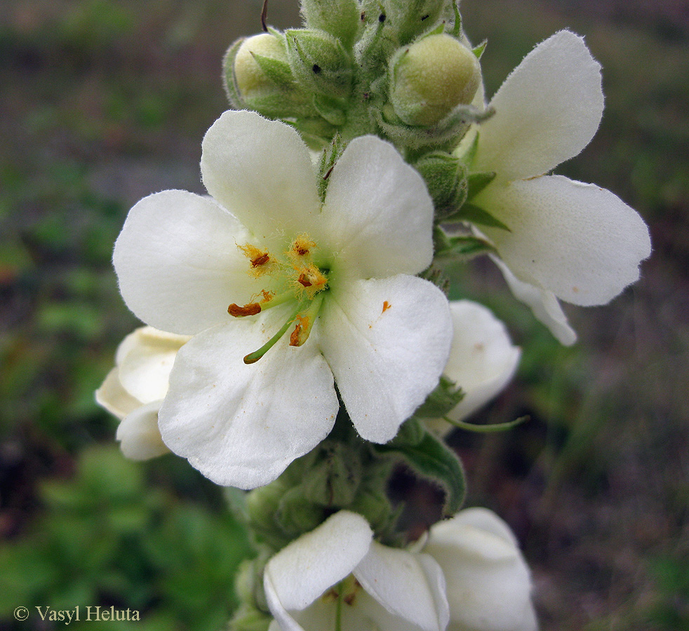 Image of Verbascum densiflorum specimen.