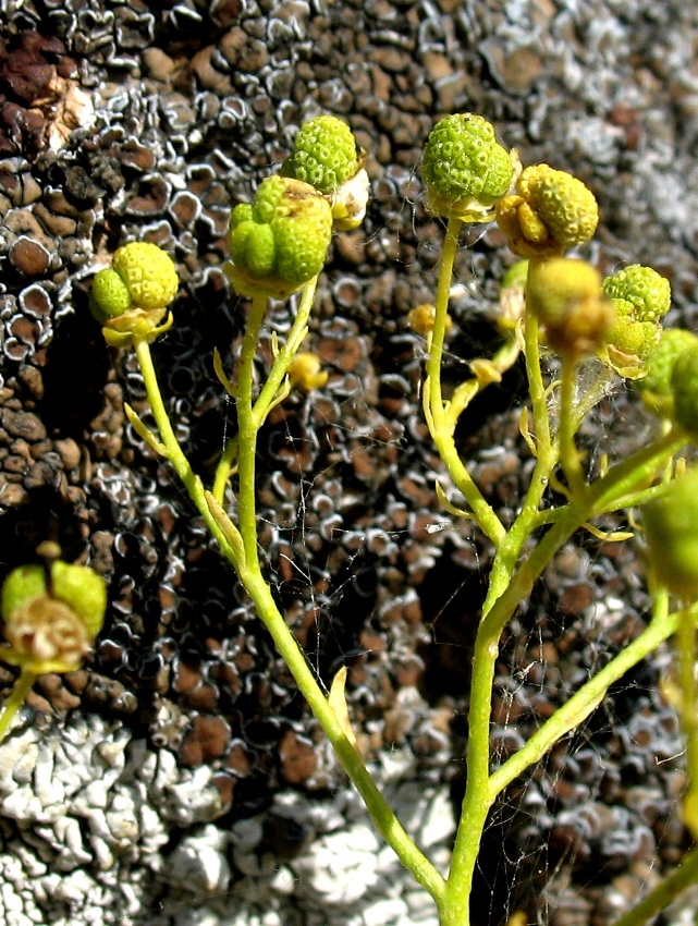 Image of Haplophyllum acutifolium specimen.