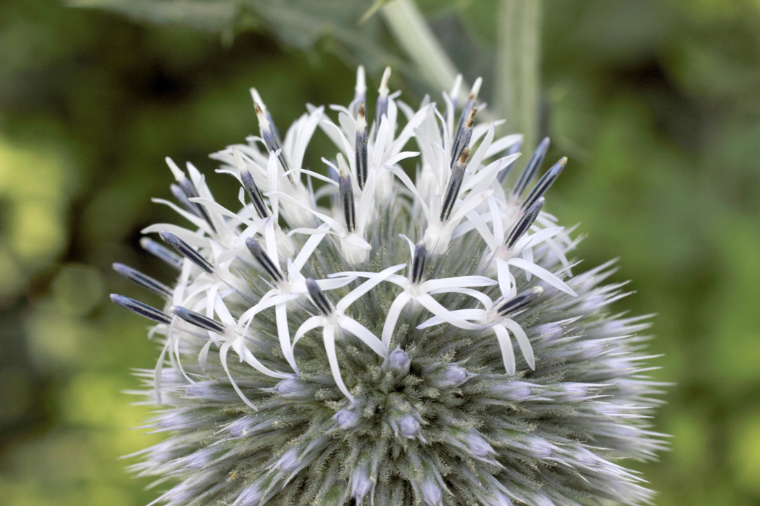 Image of Echinops sphaerocephalus specimen.