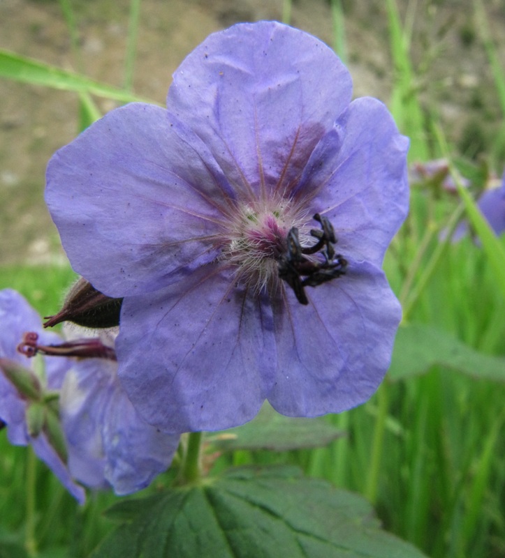 Image of Geranium platyanthum specimen.