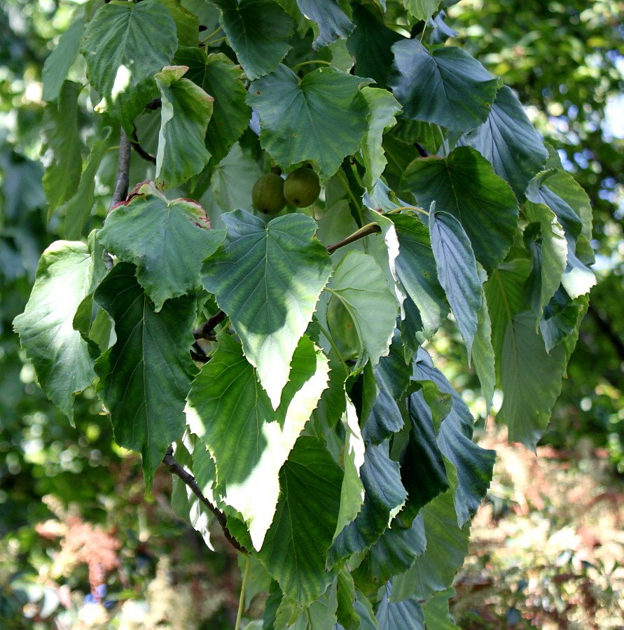 Image of Davidia involucrata specimen.