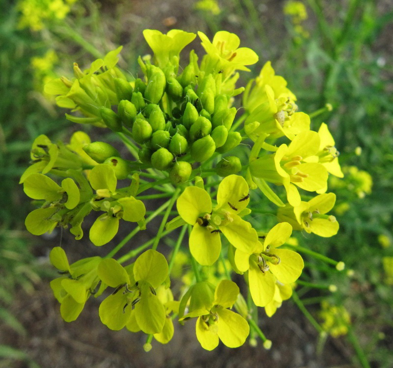 Image of Sisymbrium loeselii specimen.