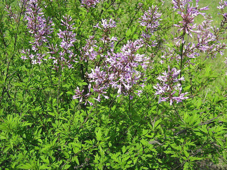 Image of Syringa &times; laciniata specimen.