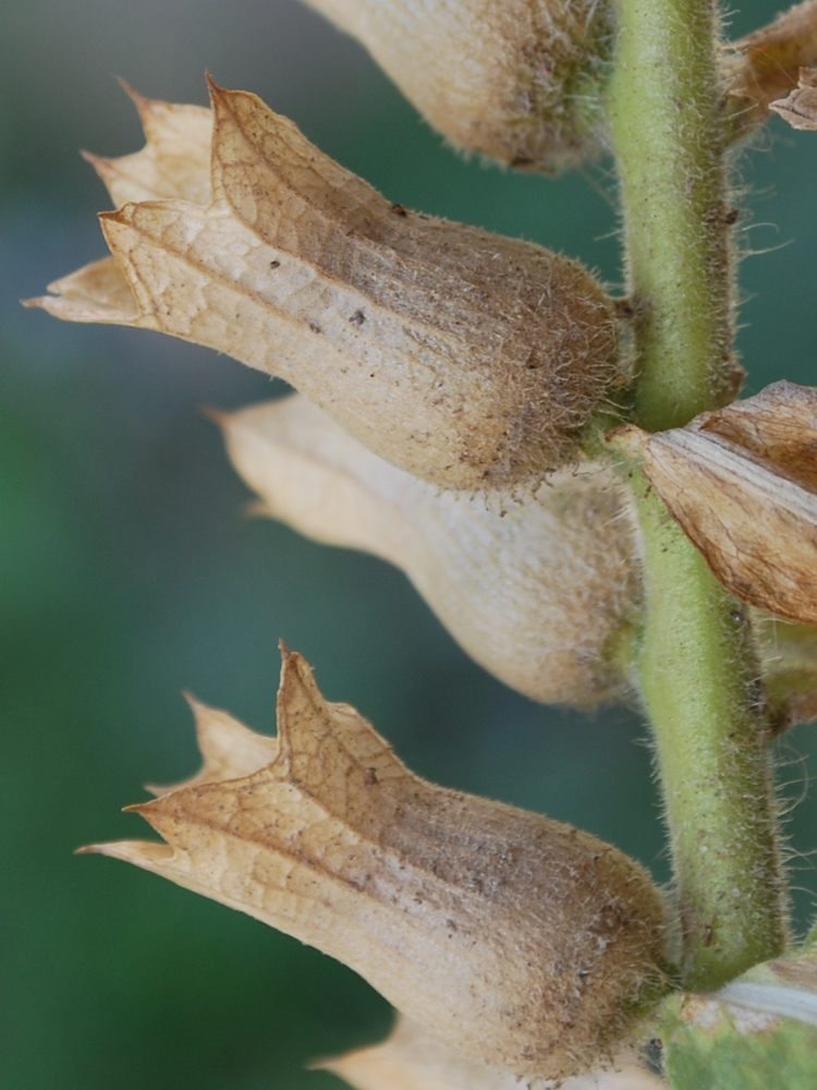 Image of Hyoscyamus niger specimen.