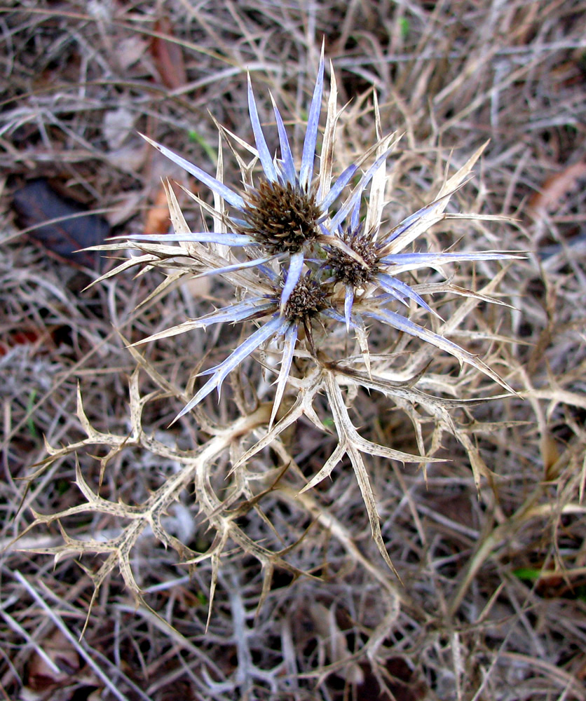 Изображение особи Eryngium amethystinum.