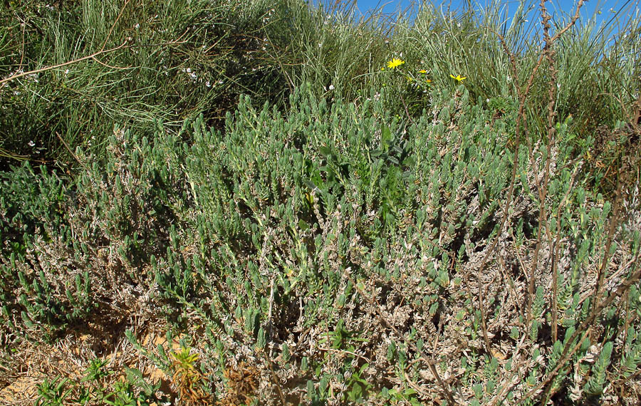 Image of Crucianella maritima specimen.