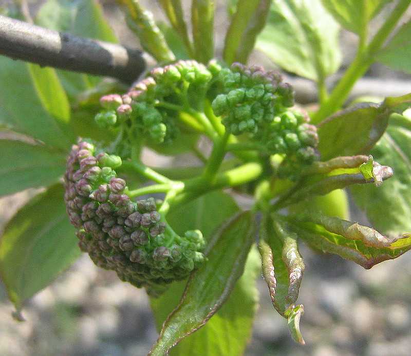 Image of Sambucus racemosa specimen.