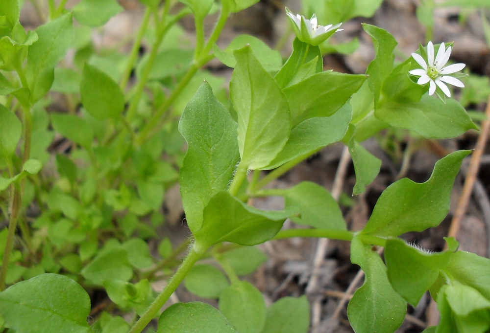 Image of Stellaria neglecta specimen.