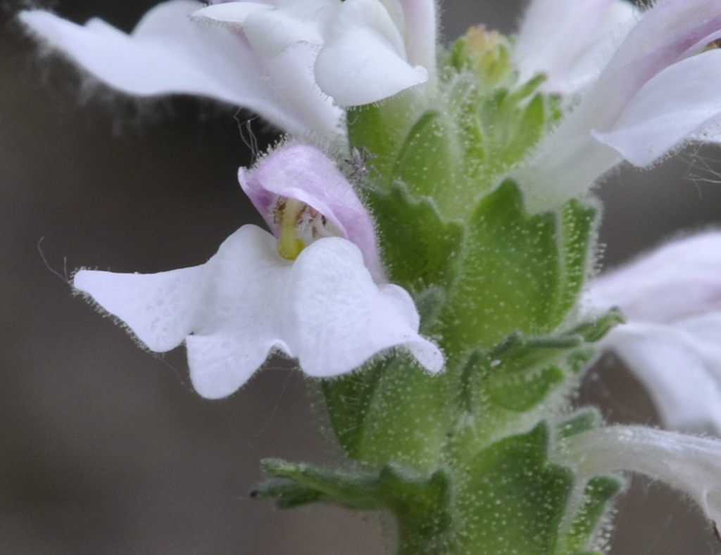 Image of Bellardia trixago specimen.