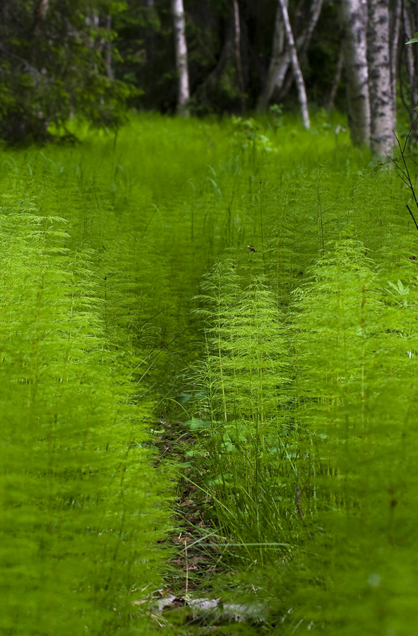 Изображение особи Equisetum sylvaticum.