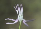 Allium fetisowii