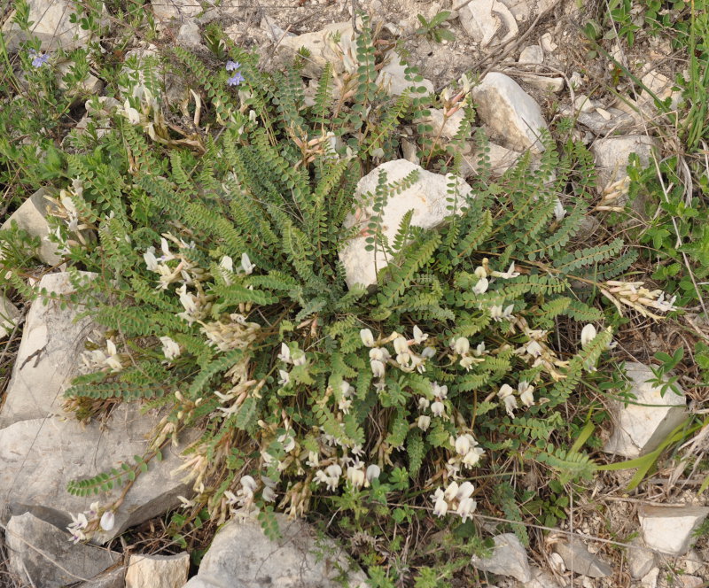 Изображение особи Astragalus polygala.