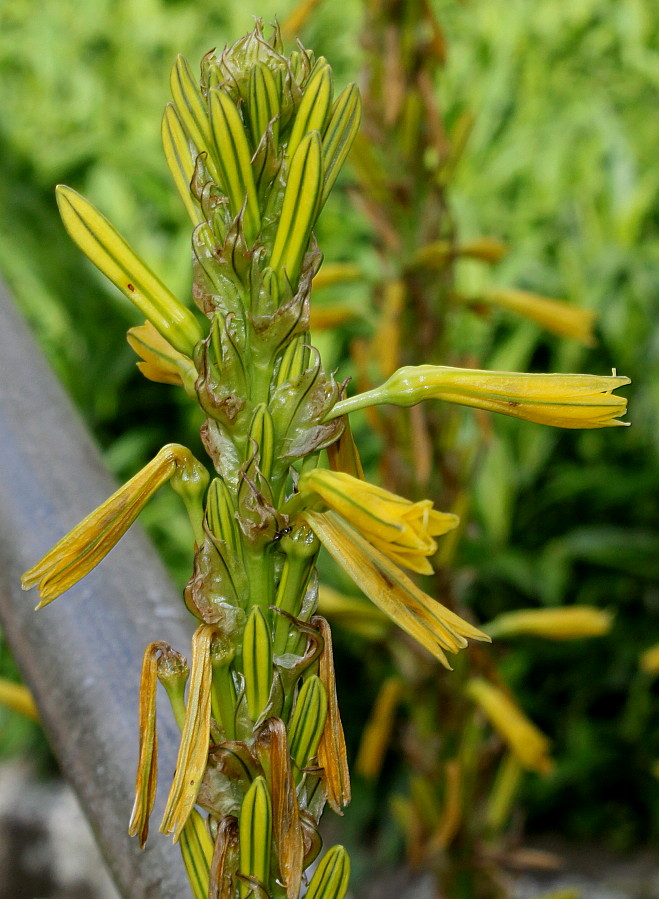 Изображение особи Asphodeline lutea.