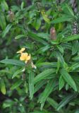 Barleria lupulina. Верхушка цветущего растения. Таиланд, Бангкок. 17.06.2013.