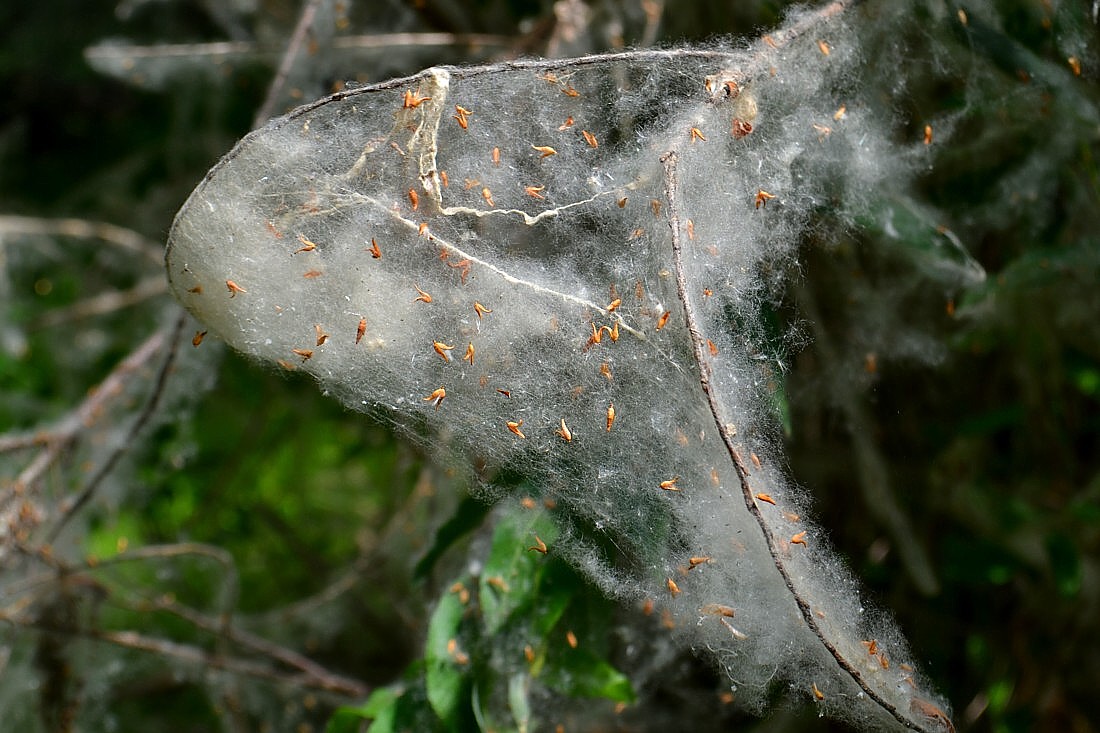 Image of Salix triandra specimen.