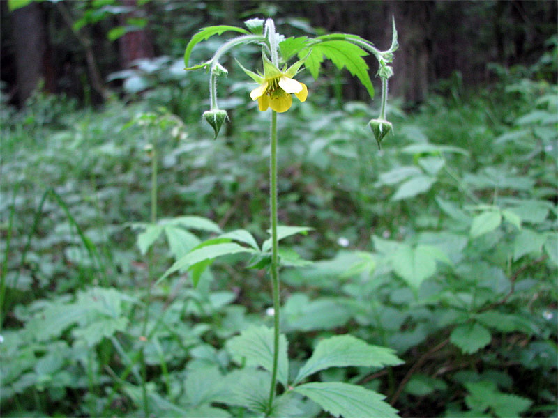 Image of Geum &times; intermedium specimen.