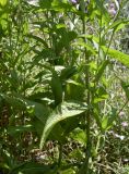 Centaurea jacea