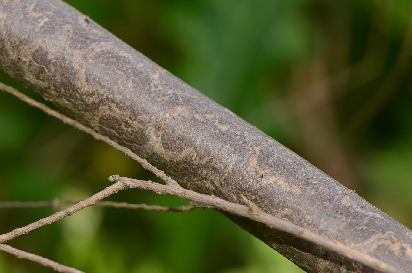 Изображение особи Melaleuca cardiophylla.