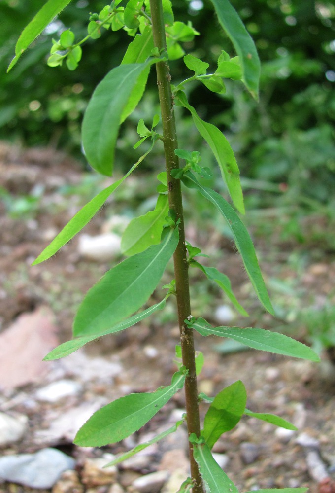 Image of Euphorbia stricta specimen.