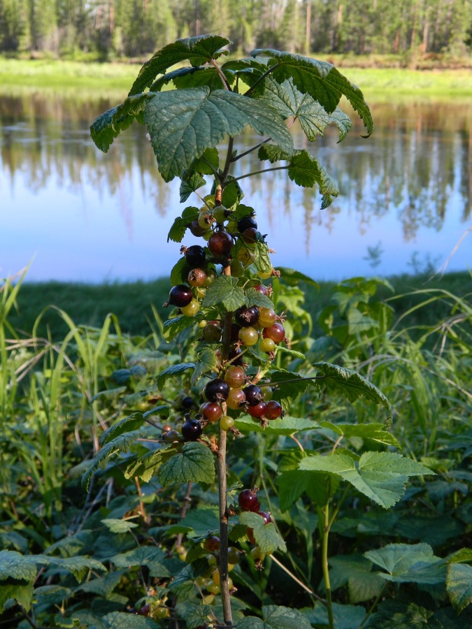 Изображение особи Ribes nigrum.