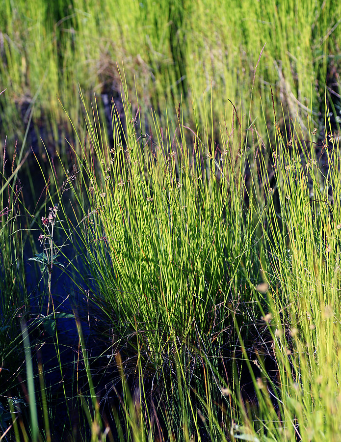 Image of Juncus filiformis specimen.