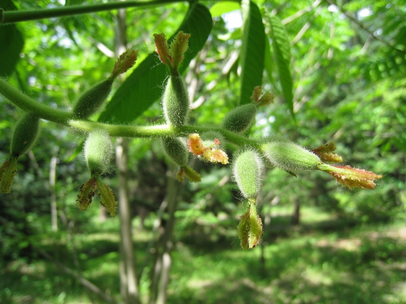 Image of Juglans mandshurica specimen.