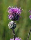 Centaurea scabiosa