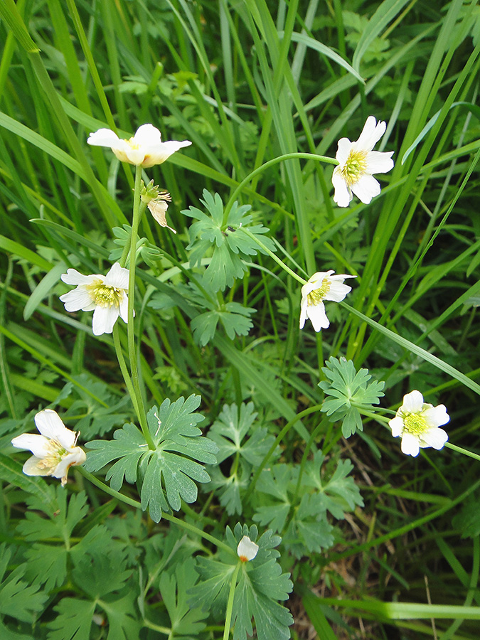 Image of Callianthemum isopyroides specimen.