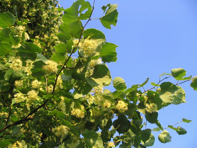 Изображение особи Tilia cordata.