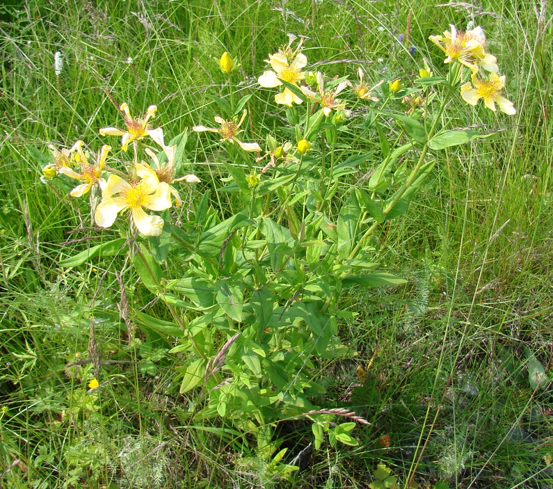 Image of Hypericum ascyron specimen.